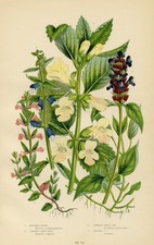 Stampa Botanica Antica 1899
