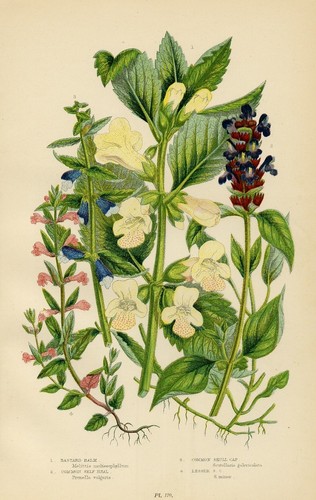 Stampa botanica antica 1899 - antica,