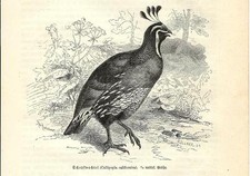 Stampa antica UCCELLO QUAGLIA DELLA CALIFORNIA o COLINO 1891 Old antique print