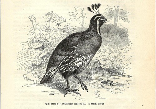 Stampa antica uccello - stampa,