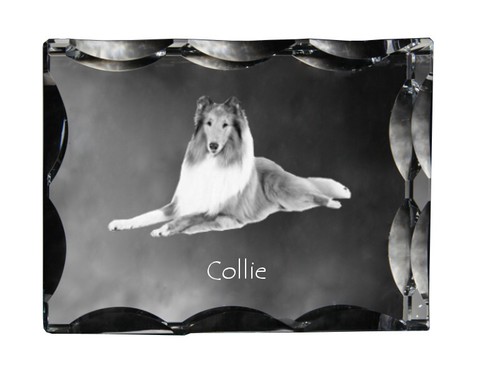 Collie pelo lungo - collie,