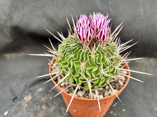 Echinofossulocactus lamellosus - echinofossulocactus,