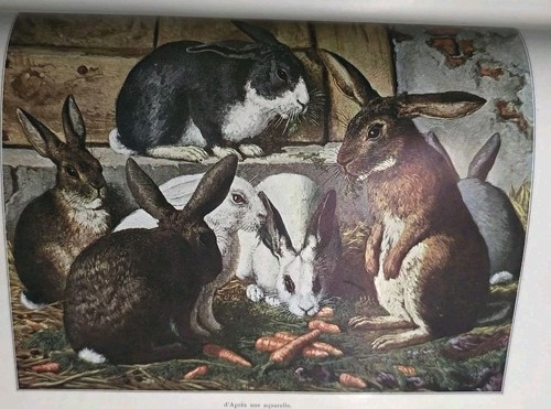 1893 les animaux - “les,