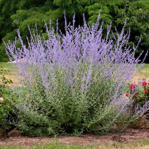 Perovskia atriplicifolia - ,