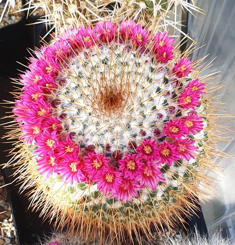 Mammillaria apozolensis ssp