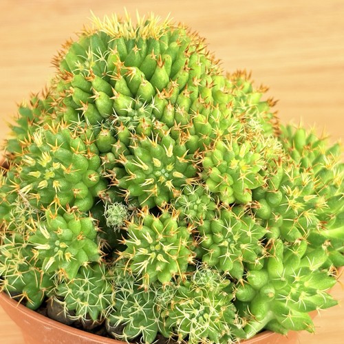 Mammillaria camptotricha