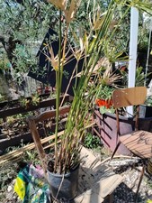 PIANTA -Cyperus Alternifoglius