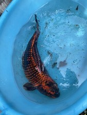 Carpe Koi  colorazioni assortita. Laghetto, Acquario