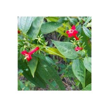 10x Manettia reclinata arbusto