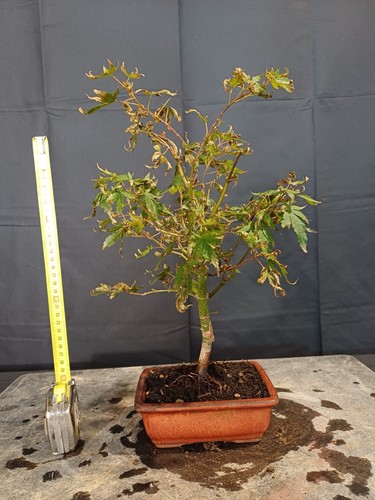 Bonsai acero palmato - acero,