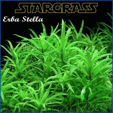 pianta piante vere vive da per acquario dolce Stella antialghe crescita rapida