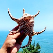 Pesce Serbatoio Naturale Sei