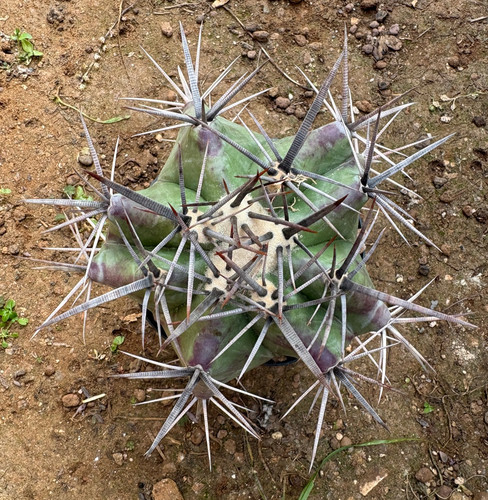 Echinocactus ingens pianta - echinocactus,