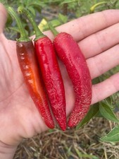 10 semi di peperoncino