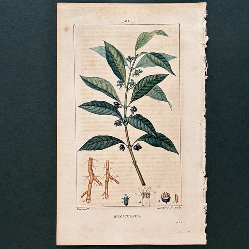 Stampa botanica antica turpin - botanica,