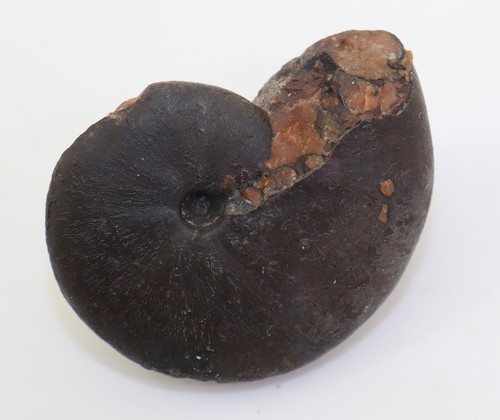 Ammonite sturia semiarata - ammonite,,