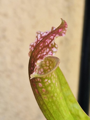Sarracenia juthatip soper - sarracenia,
