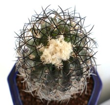 COPIAPOA GRISEOVIOLACEA (INNESTO) RU5 no cinerea columna-alba *