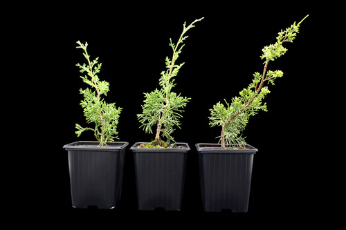 Juniperus chinensis itoigawa - itoigawa,