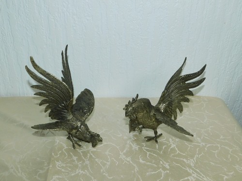 Coppia galline combattenti - coppia, di