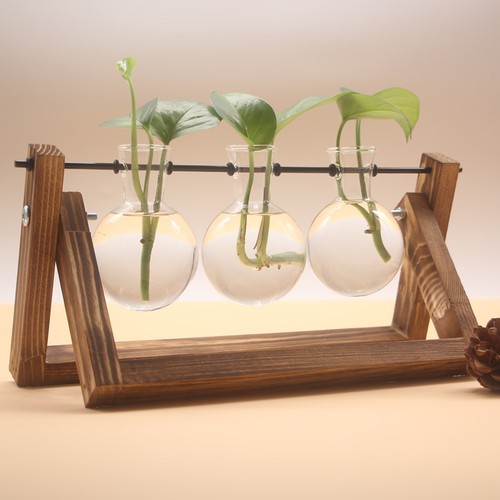 Terrario per piante con - terrario,