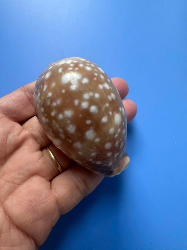 Lyncina vitellus - |,