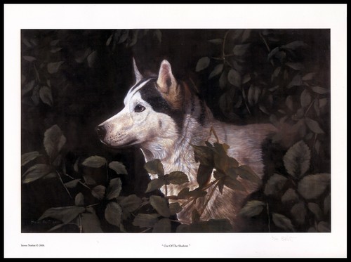 Siberian husky sled - siberian, fine