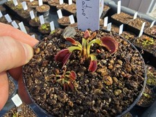 Dionaea muscipula