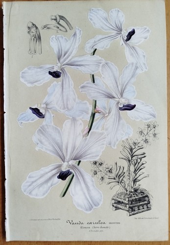 Orchidea vanda van - orchidea,
