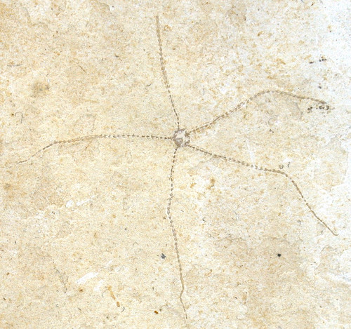 Malm geocoma carinata stella - malm,