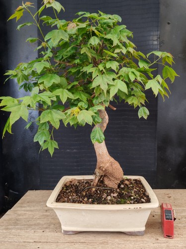 Bonsai acero buergerianum - ,