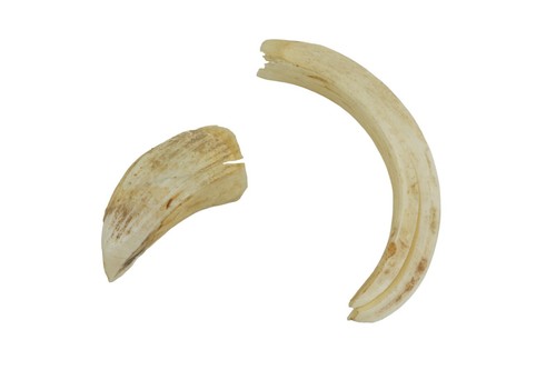 Denti cinghiale - denti, di