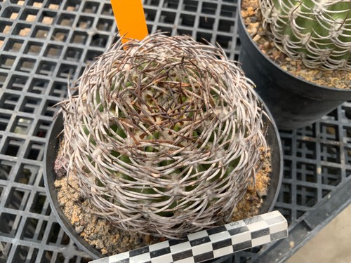 022 eriosyce megacarpa wysiwyg - 022,