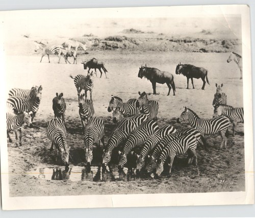 Confezione zebra - zebra, ad
