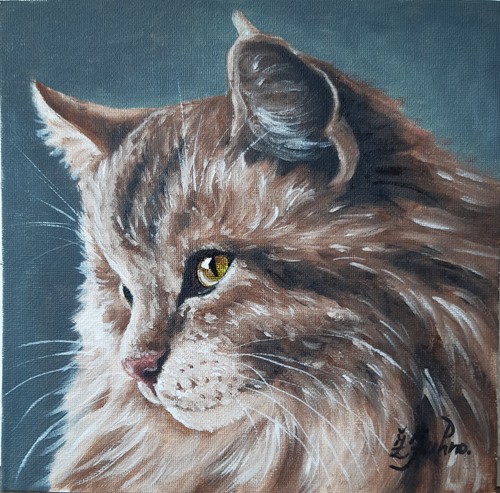 Maine coon cat dipinto olio - cat,