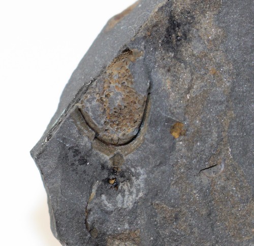 Cystoidea trochocystitoides - cystoidea,,