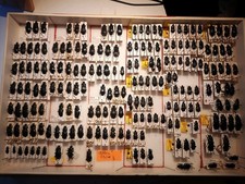 Carabidae Lot: WOODEN BOX