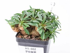 Pot 6.5cm Rare Cacti Plant