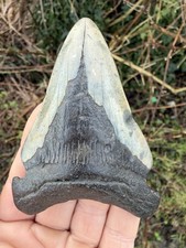 Fossil Megalodon Shark Tooth