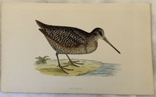 WOODCOCK BECCACCIA AMERICANA