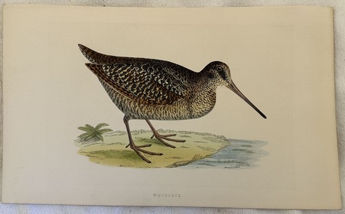 Woodcock beccaccia americana - beccaccia,