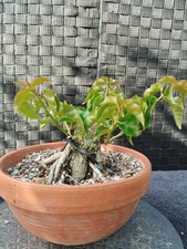 Bonsai di Bouganville Shohin