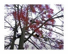 5x Brachychiton Acerifolius