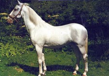Cavallo bianco elegante