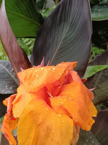 Pianta canna indica - , wyoming