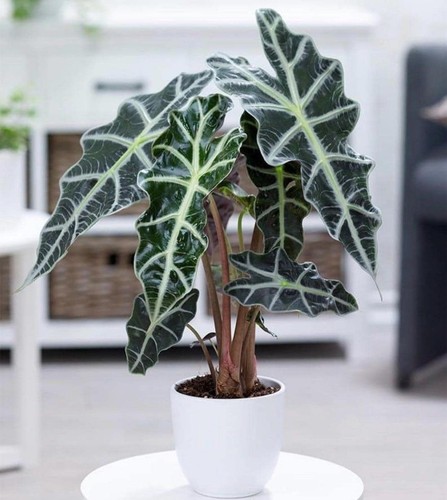 Alocasia polly pack starter - alocasia, 3