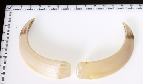 Bellissimi denti di - bellissimi,