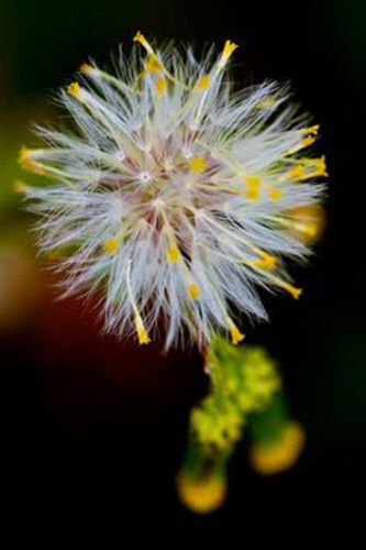 Taraxacum officinale - taraxacum,