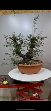 Pre Bonsai Di Olmo Yamadori