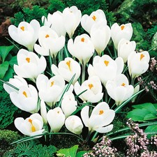 Bulbi di fiori cipolle Crocus